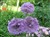 allium.jpg