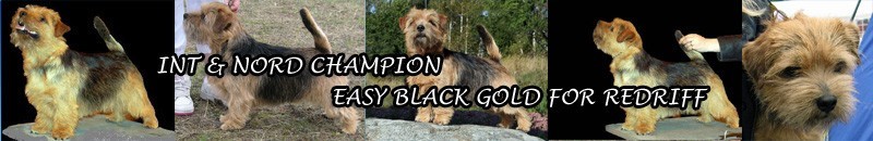  Norfolk Terrier Int o Nord Ch Easy Black Gold For Redriff 