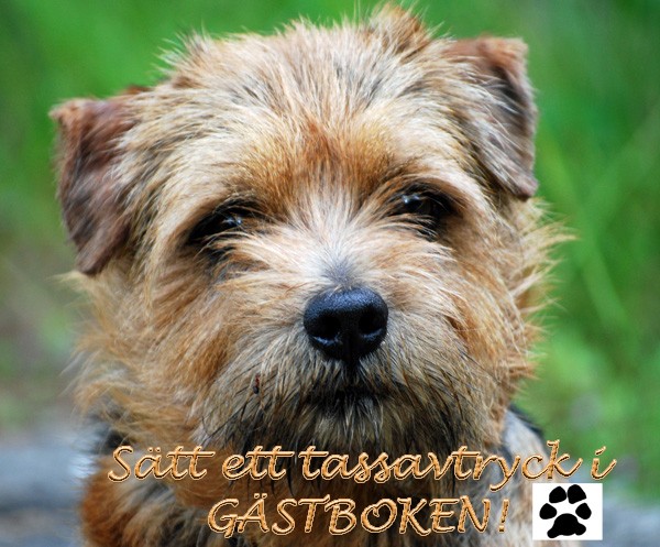 Leo Norfolk Terrier