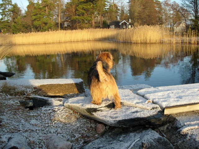 Norfolk Terrier p&aring; bryggan