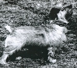 Norfolk terrier malla