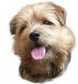 Leo Norfolk Terrier