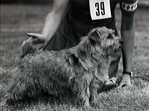 Tiffy Norfolk Terrier